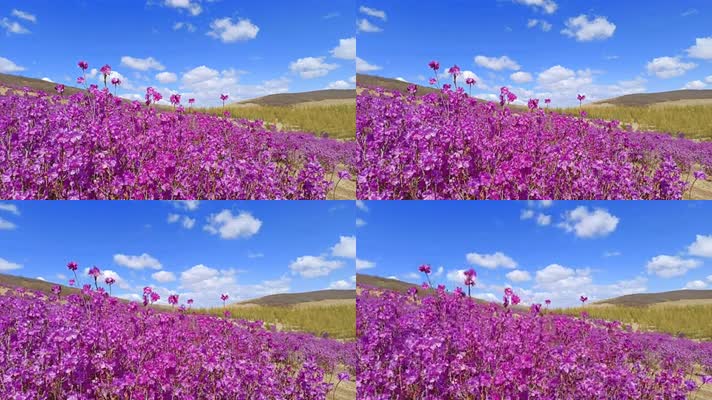 8K延时花海杜鹃花