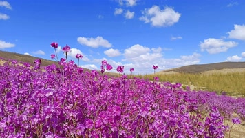 8K延时花海杜鹃花 8K延时花海杜鹃花