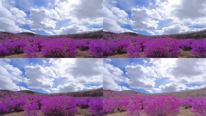 8K延时映山红花海