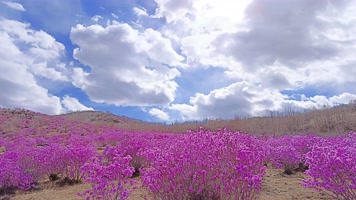 8K延时映山红花海