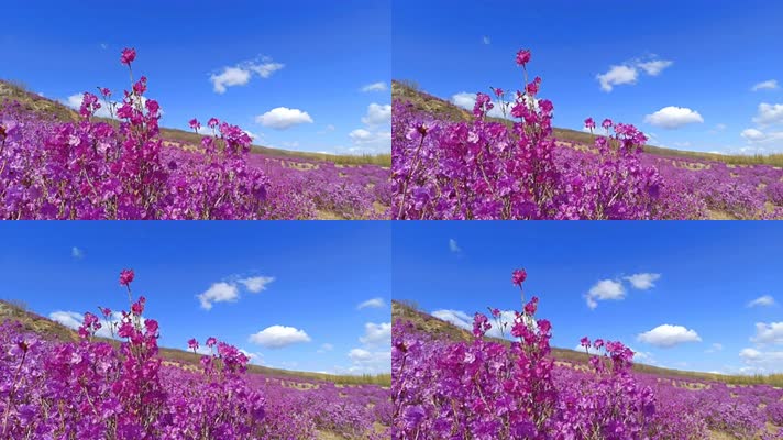 8K延时粉色杜鹃花