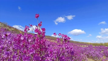 8K延时粉色杜鹃花 8K延时粉色杜鹃花