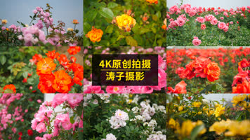 西安|云间花境,千亩月季蔷薇花海空镜合集 西安|云间花境,千亩月季蔷薇花海空镜合集