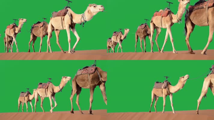 绿幕视频素材骆驼