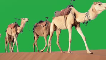 绿幕视频素材骆驼