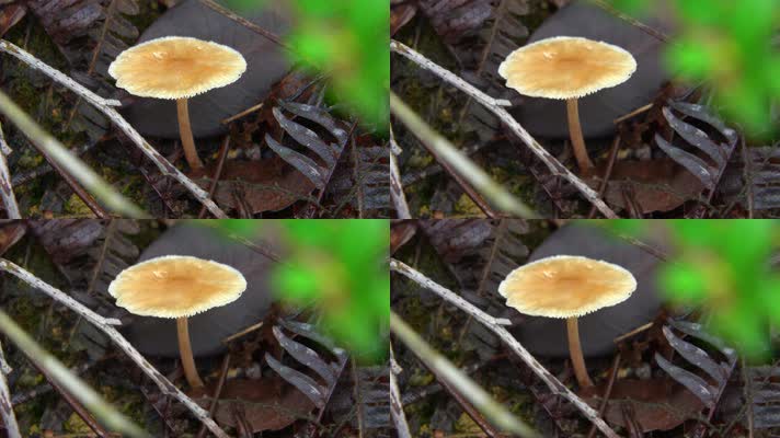 自然生长雨后野生蘑菇