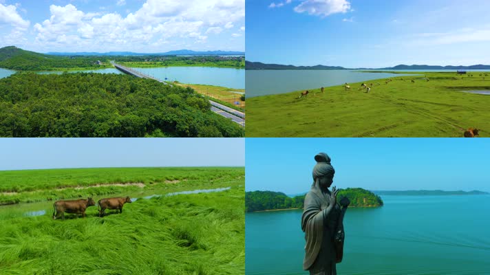 湿地公园 牛群 鸟群