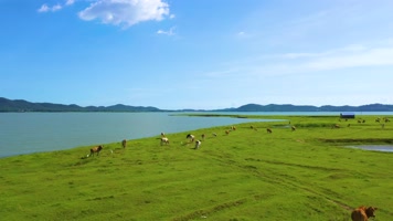 湿地公园 牛群 鸟群