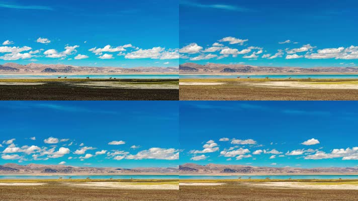 西藏阿里自然风光湖边野驴延时