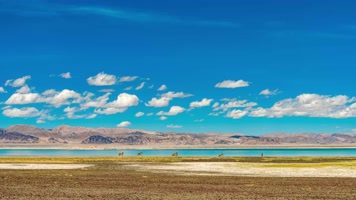 西藏阿里自然风光湖边野驴延时