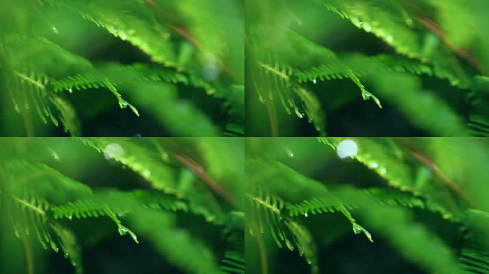 森林绿色植物雨中水滴滴落慢镜头