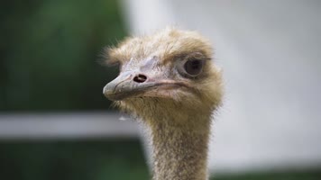 高清实拍鸵鸟特写