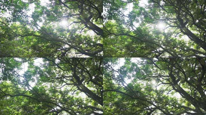 阳光绿叶古树枝繁叶茂