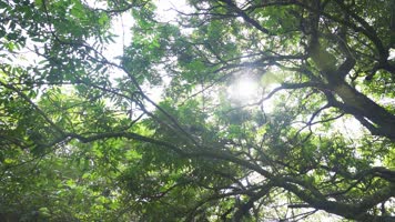 阳光绿叶古树枝繁叶茂