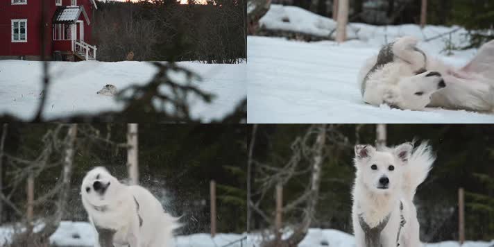 冬季小狗在雪地打滚玩耍