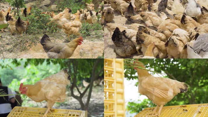 原生态养殖散养土鸡05