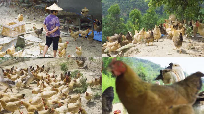 原生态养殖散养土鸡鹅