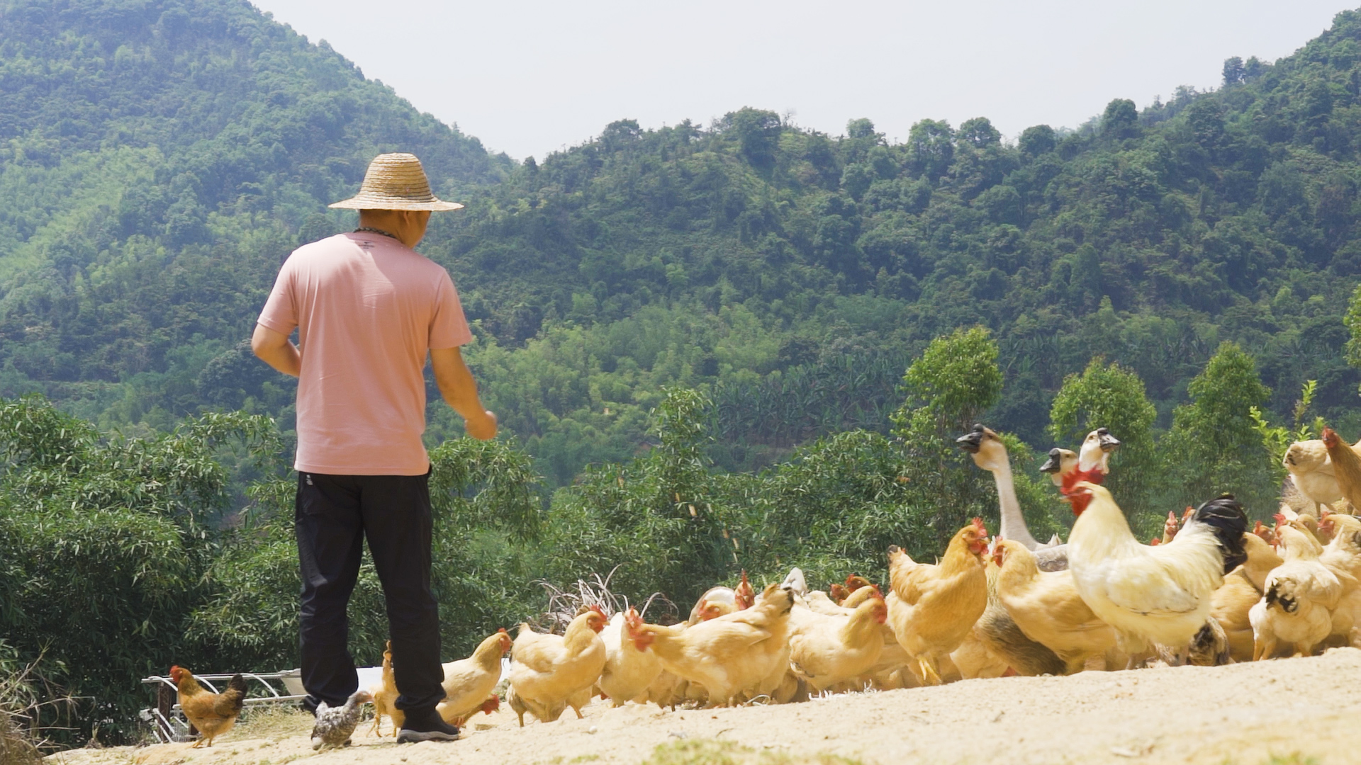 原生态养殖散养土鸡鹅