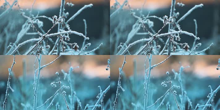 冬季清晨植物挂霜冰霜