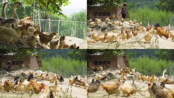 原生态养殖散养土鸡