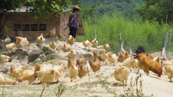 原生态养殖散养土鸡