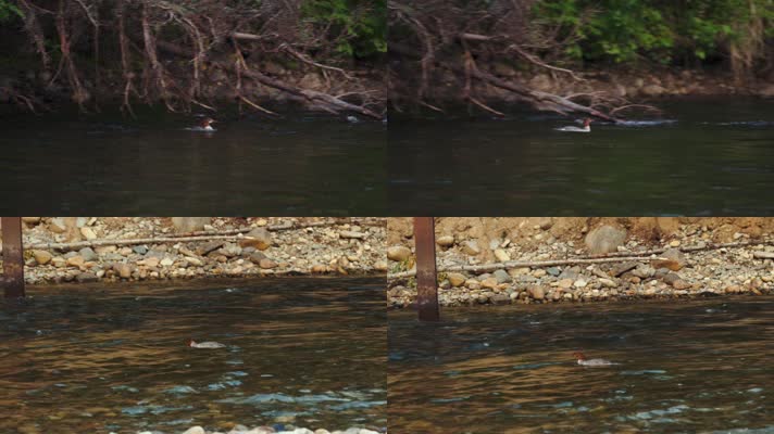 鸭子在水中觅食