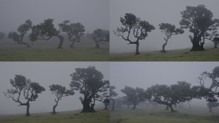 荒野草原清晨水雾扭曲树木