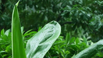 雨水滴落在叶子上，雨滴滑落