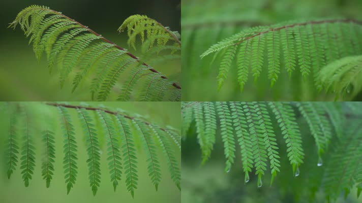 雨天雨滴枝叶晃动慢动作