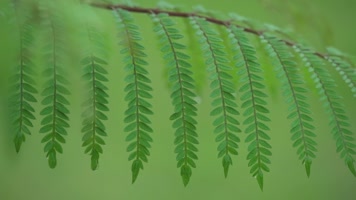 雨天雨滴枝叶晃动慢动作