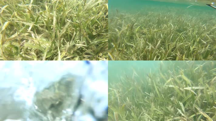 浅海水下海藻海草
