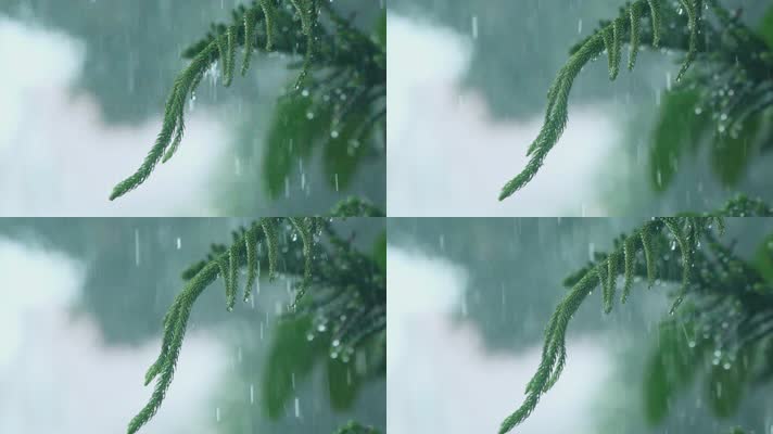 暴雨天气下的松树枝，雨滴滴落慢镜头视频