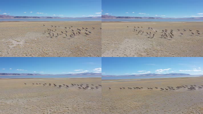 西藏阿里野驴奔跑自然风光航拍