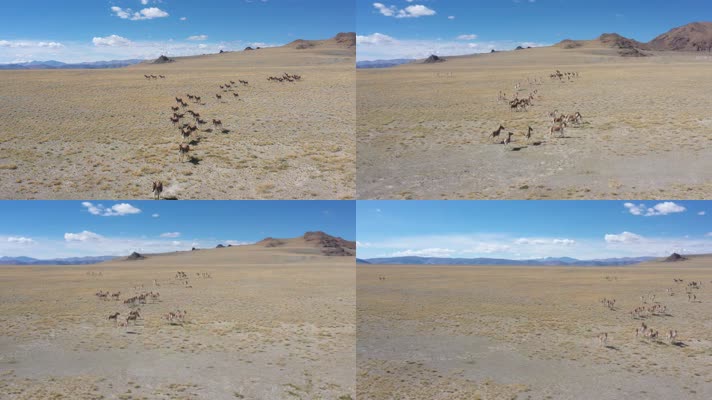 西藏阿里野驴奔跑自然风光航拍