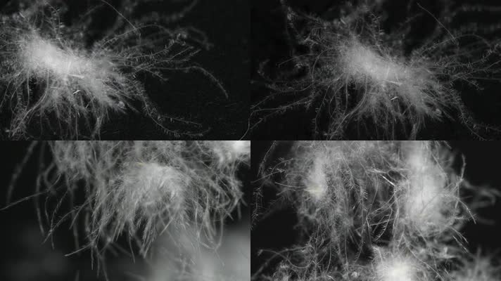 鸭绒羽绒服灰鸭绒白鸭绒