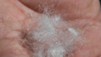 鸭绒灰鸭绒白鸭绒