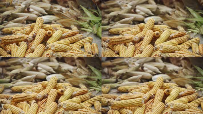 4k农村丰收收玉米处理玉米仍玉米棒子