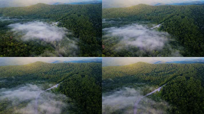 森林航拍 云雾