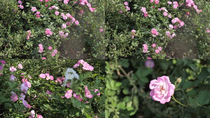 蔷薇花 月季花 风景 植物 庭院种植