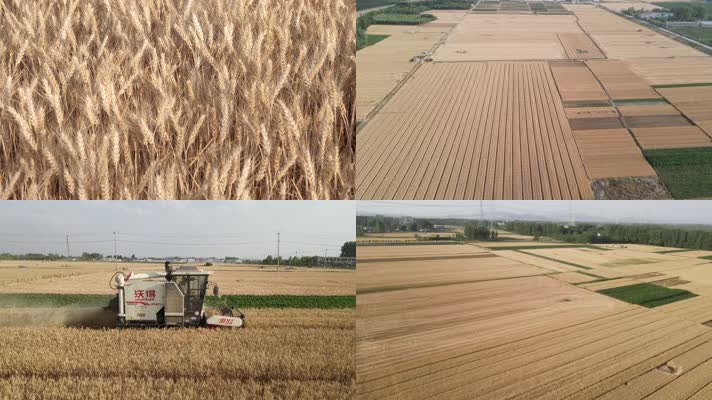 夏收 麦子 收割机 丰收 收麦子 航拍 特写 农村 田间地头