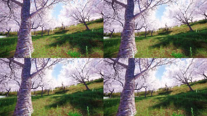 4K写实樱花林樱花花瓣飘舞LED视频素材