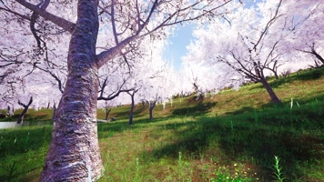 4K写实樱花林樱花花瓣飘舞LED视频素材