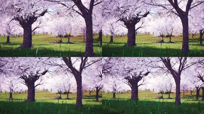 4K写实樱花林樱花花瓣飘舞LED视频素材