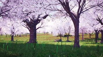 4K写实樱花林樱花花瓣飘舞LED视频素材