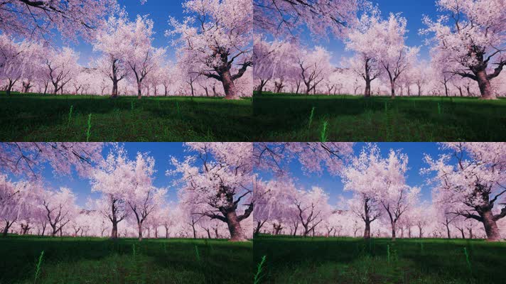 4K写实樱花林樱花花瓣飘舞LED视频素材