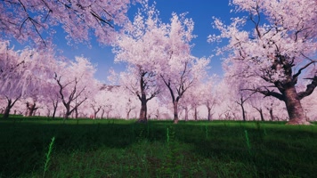 4K写实樱花林樱花花瓣飘舞LED视频素材