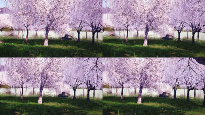 4K写实樱花林樱花花瓣飘舞LED视频素材