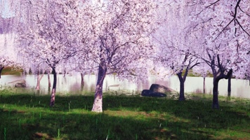 4K写实樱花林樱花花瓣飘舞LED视频素材