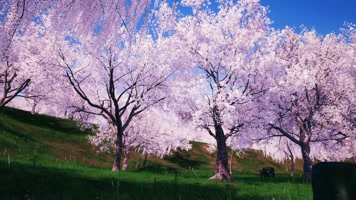 4K写实樱花林樱花花瓣飘舞LED视频素材