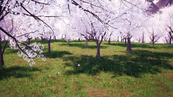 4K写实樱花林樱花花瓣飘舞LED视频素材